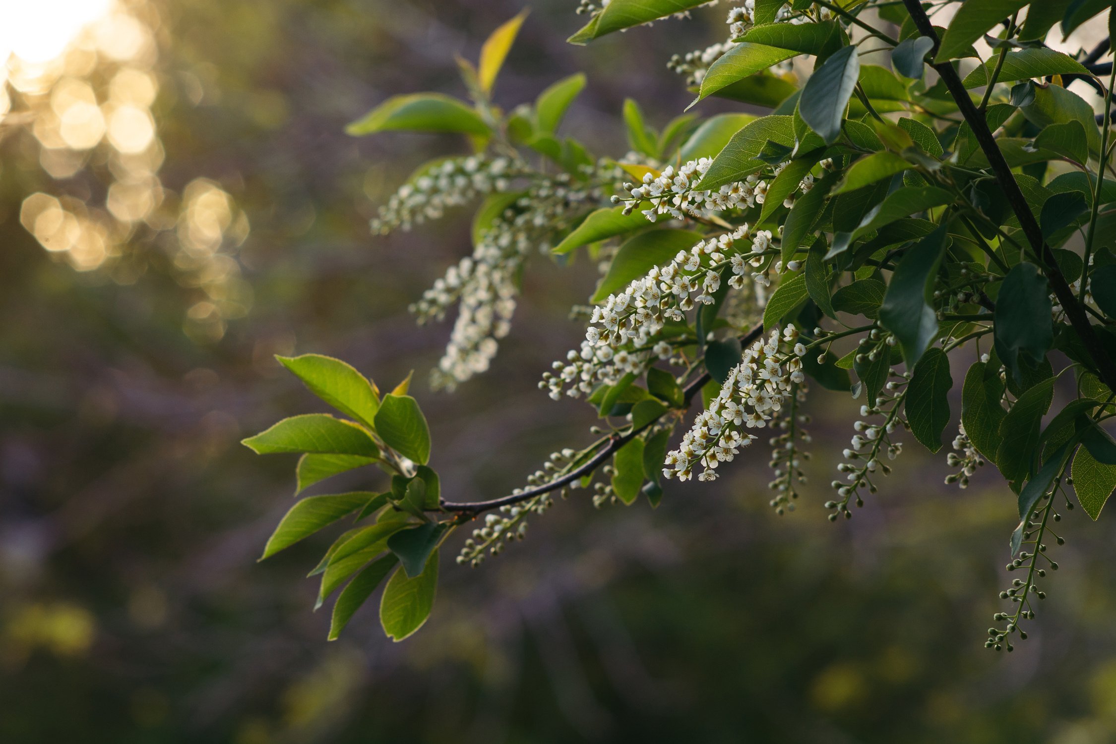 Prunus padus.